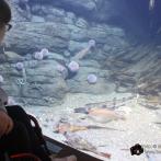 Stralsund - Ozeaneum