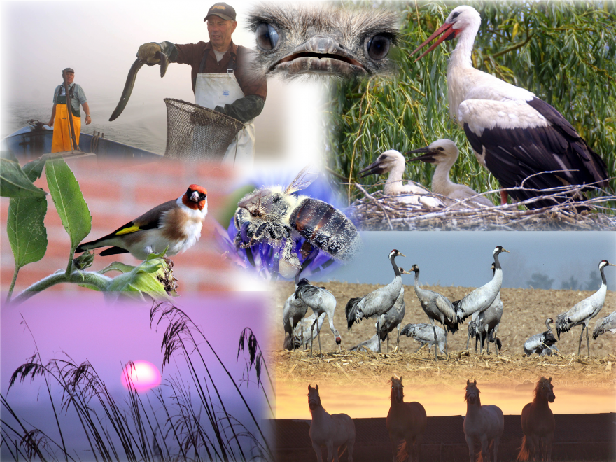 Titelbild Natur mit Storch, Reiher und Co