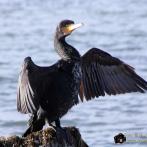 Insel Poel - Kormoran