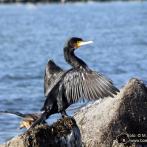 Insel Poel - Kormoran