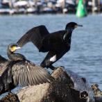 Insel Poel - Kormoran
