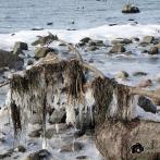 Insel Poel - Steilküste