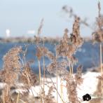 Insel Poel - Steilküste